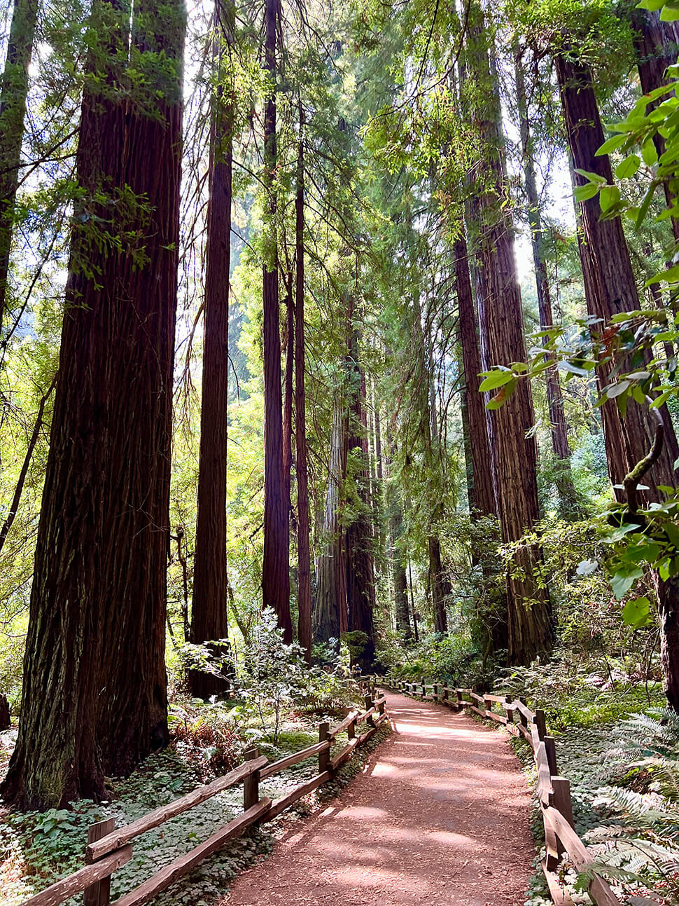 Muir Woods